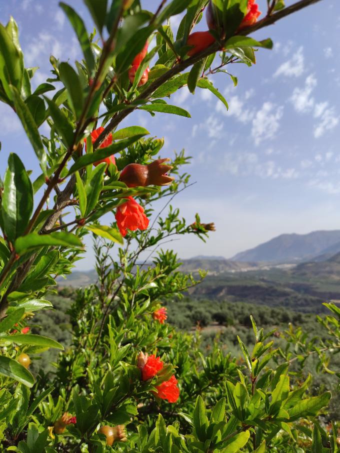 Pomegranate flowering in the Lecrín Valley. Enjoying my views every day! 